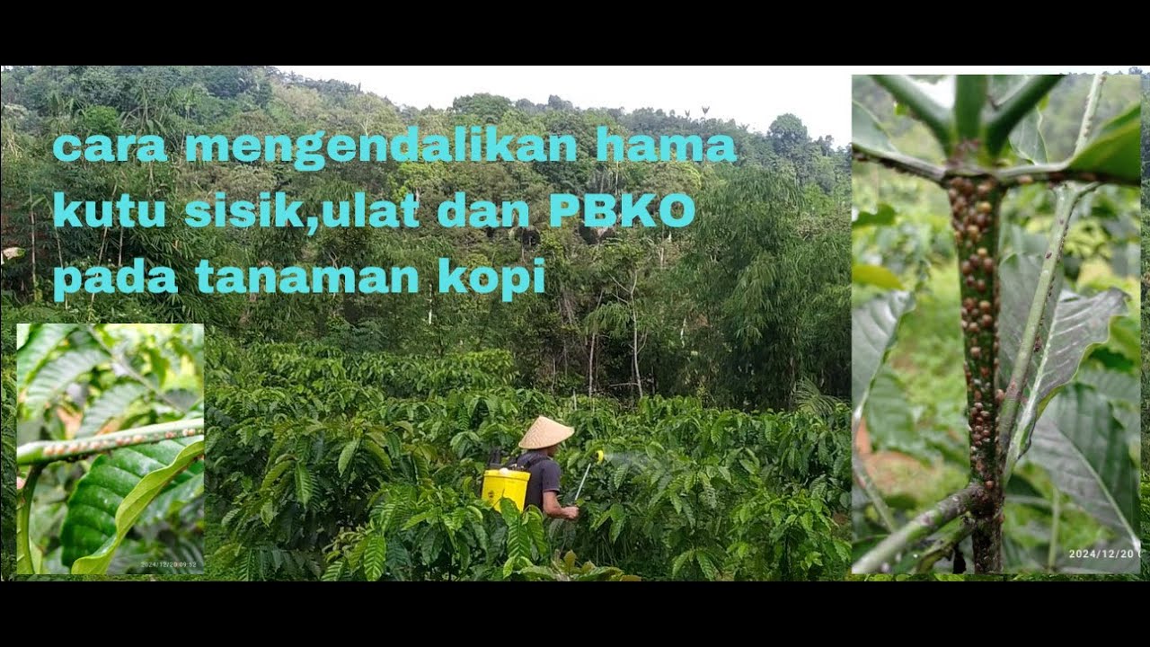 Cara mengendalikan hama kutu sisik,ulat dan PBKO pada tanaman kopi