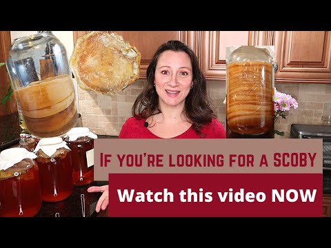 Video: Si të rritet kombucha nga e para?