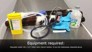 Hypocalcaemia in cattle: intravenous (IV) injection practical