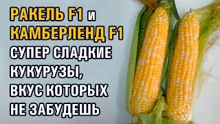 КУКУРУЗЫ РАКЕЛЬ F1 и КАМБЕРЛЕНД F1 СЛАДКИЕ, КАК МЕД, ВКУС КОТОРЫХ НЕ ЗАБУДЕШЬ