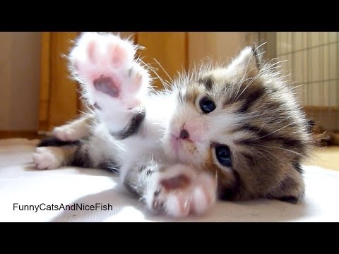 When You See What This Kitten Is Doing With His Paws, You’ll “AWW” Out Loud.