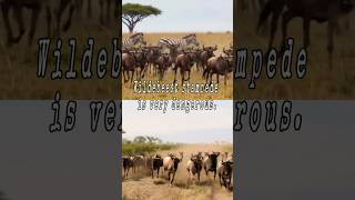 Wildebeest stampede spares baby ape. See how the drama unfolds.