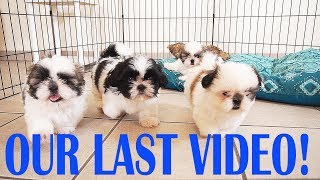 My Last Video || SAD || puppies are leaving to their new home