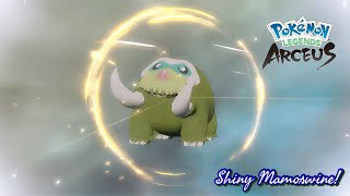 Pokémon Legends Arceus Caught Shiny Piloswine Evolved It Into Shiny Mamoswine