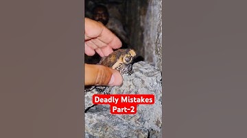 5 dodelijke fouten die je NOOIT met dieren mag maken, deel 2 #shorts