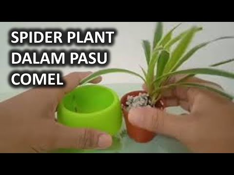 Cara Tanam Pokok Labah-labah (Spider Plant)