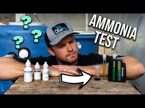 Video: Kā noteikt amonjaku: 8 soļi (ar attēliem)