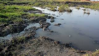 Building wetlands with Holistic Planned Grazing in Zimbabwe