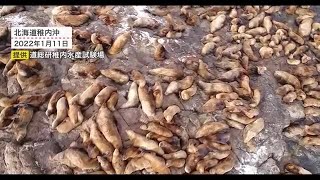 「海のギャング」1000頭