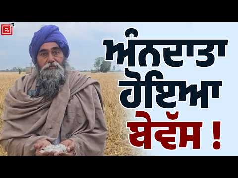 ਅੰਨਦਾਤਾ ਹੋਇਆ ਬੇਵੱਸ, ਗੜ੍ਹੇਮਾਰੀ ਨਾਲ ਹੋਇਆ ਵੱਡਾ ਨੁਕਸਾਨ, ਹੁਣ ਨਹੀਂ ਰਿਹਾ ਕੁਝ ਵੀ ਪੱਲੇ !