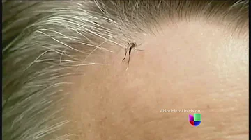 ¿Los mosquitos prefieren a los pelirrojos?