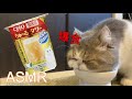 【ASMR】1歳の誕生日にチュールタワーあげたら凄い食いつきだった＃1＃エキゾチックショートヘア