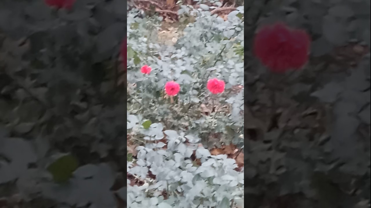 Цветёт куст роз ещё