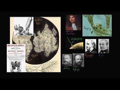 უჯრედის თეორია