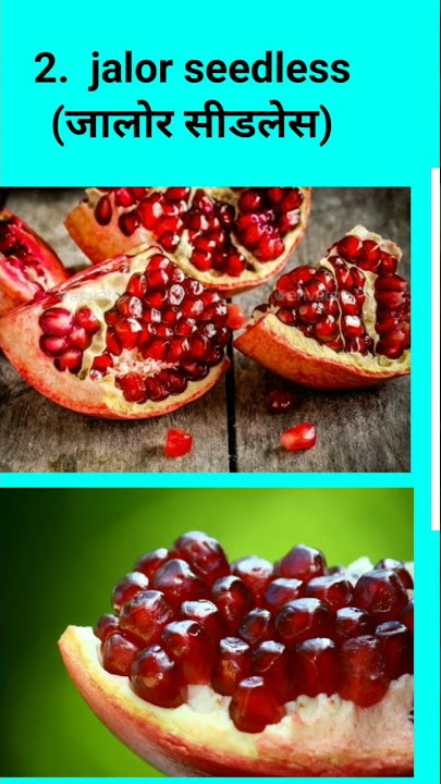 anar varieties । अनार की उन्नत किस्में, pomegranate, sindhuri anar, , jalor seedless,Ganesh anar