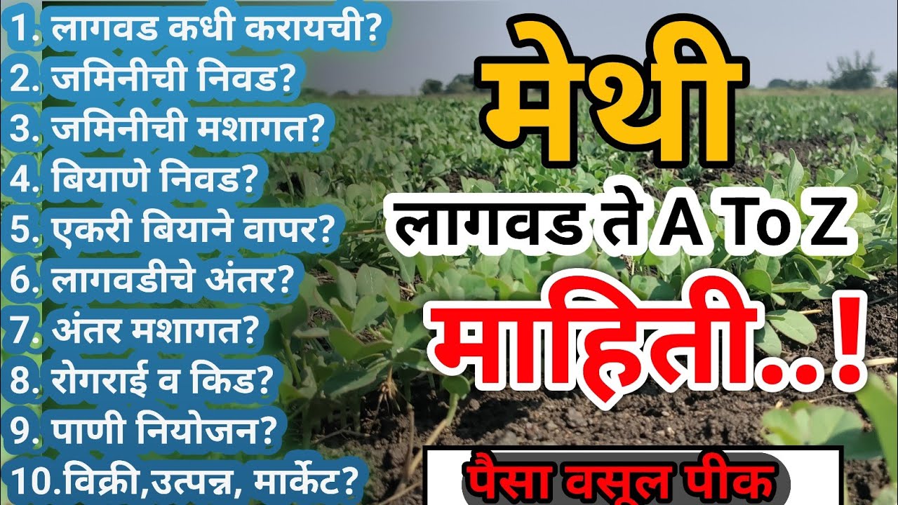 methi lagwad in marathi | मेथी लागवड | methi perni kashi karavi | methi lagvad