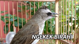 trucukan ngekek birahi