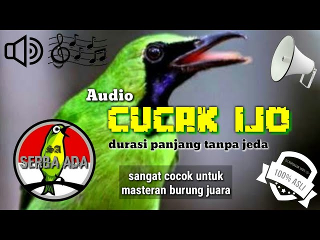 NEW!!! MASTERAN CUCAK IJO PILIHAN JURI SENASIONAL JUARA NO. 1 FULL ISIAN JERNIH #cucakijo #juara class=