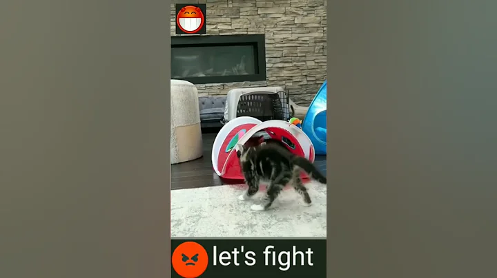 Video 11899551: cats funny pets animals, cat cute funny pet