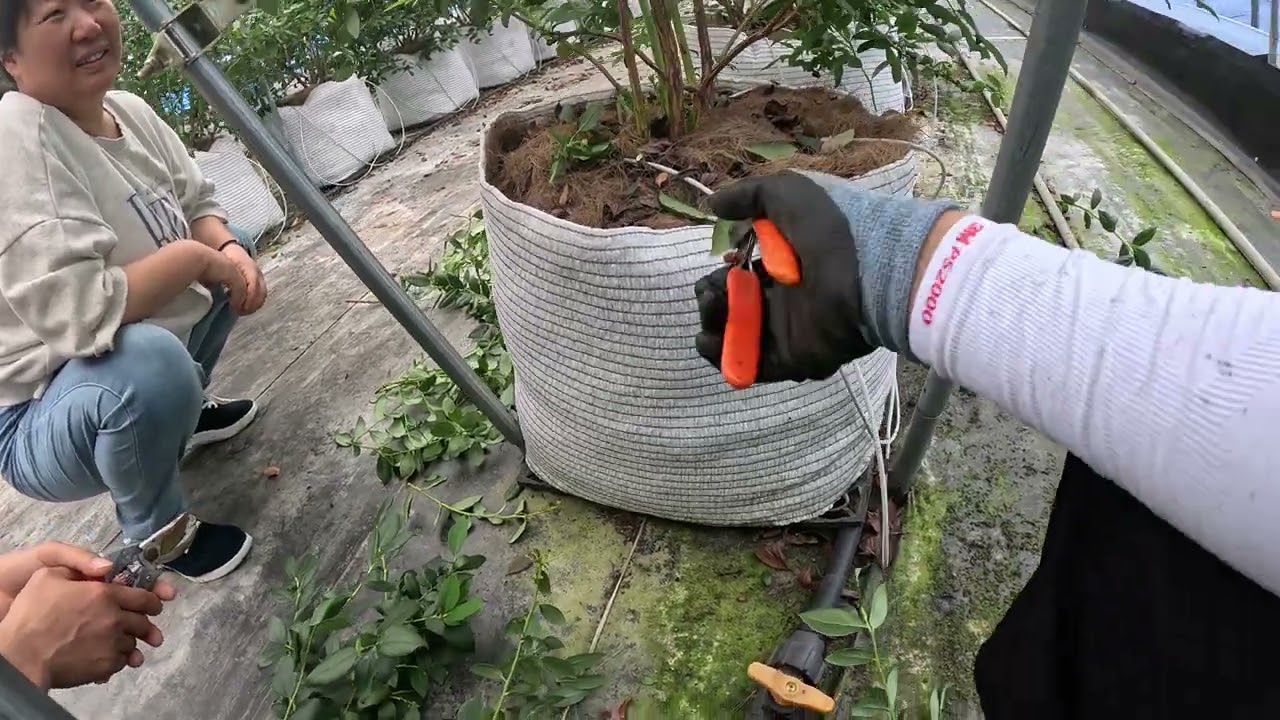 (25.06.02.)블루베리 가공재배 하계전정 현장지도 1