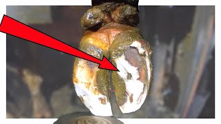 WHAT'S UNDER THAT MESS ... PEELING BACK A COWS HOOF