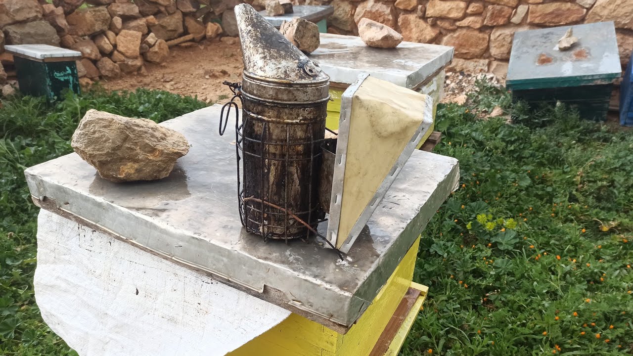 تقسيم النحل 2026