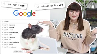 Answering the most GOOGLED questions about Rats