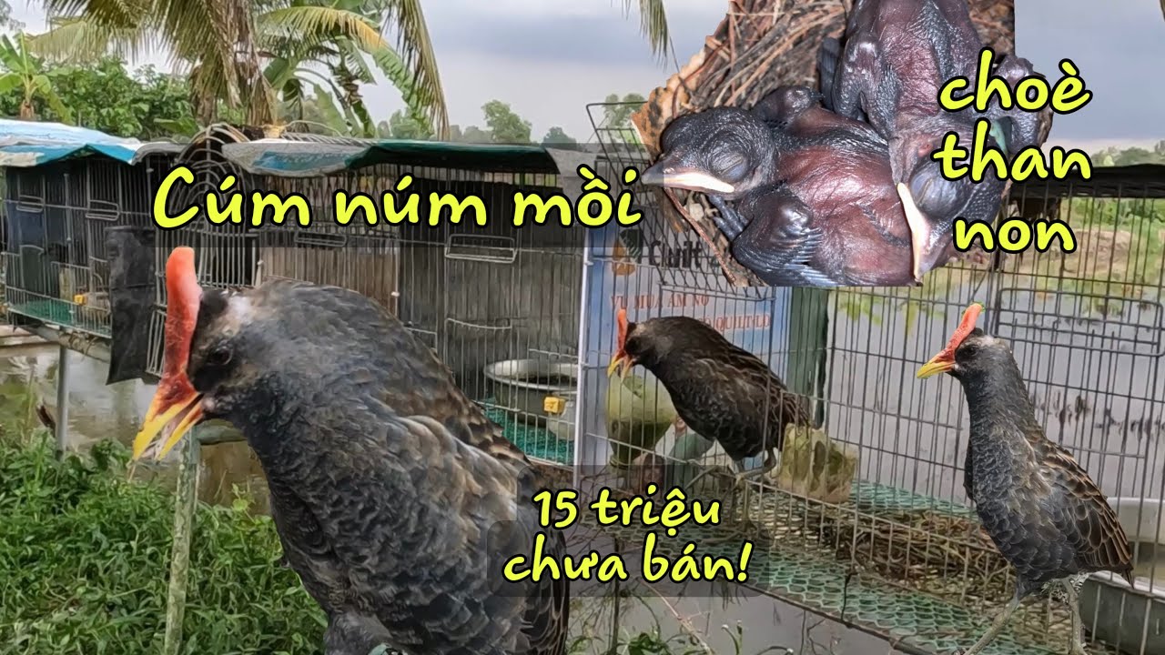 Cúm Núm Mồi Đầu Mùa Kêu Cực Sung|Thăm Lại Tổ Choè Than... - youtube