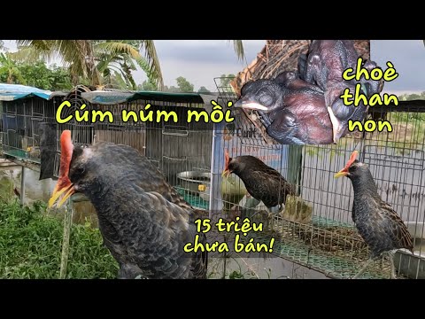 Video Cúm Núm Mồi Đầu Mùa Kêu Cực Sung|Thăm Lại Tổ Choè Than... - youtube