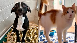 Pets of the Week 10/19/21