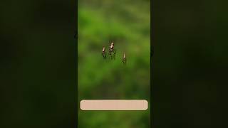 Kenapa Nyamuk Lebih Suka Golongan Darah O? 🦟✨