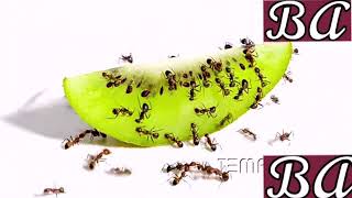 Ants VS Kiwi 🥝 timeslapes
