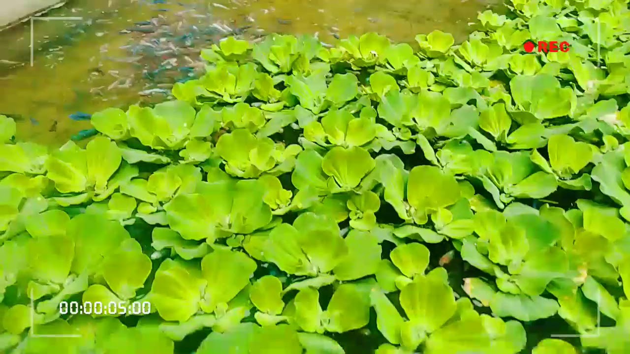KOLAM IKAN CUPANG 