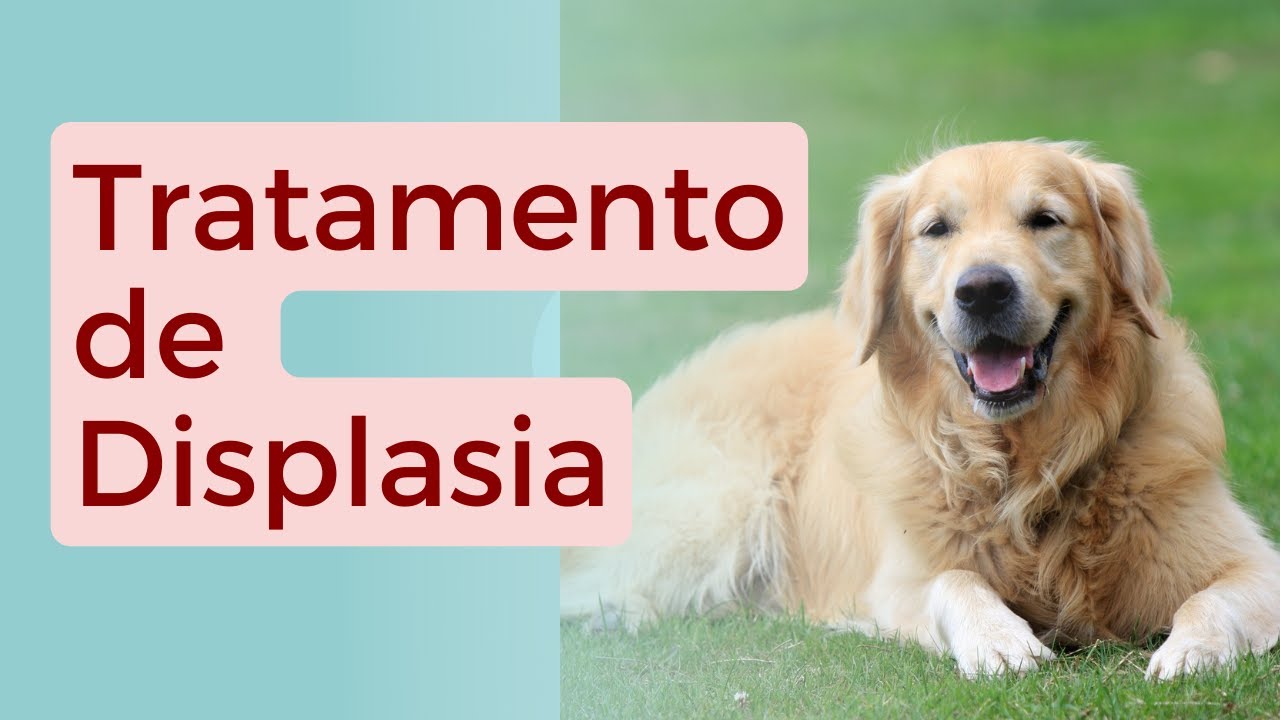 Tratamento cachorro 