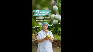 Mango Del Magdalena Calidad Colombiana Que Llega A Mercados Internacionales Con El Ica