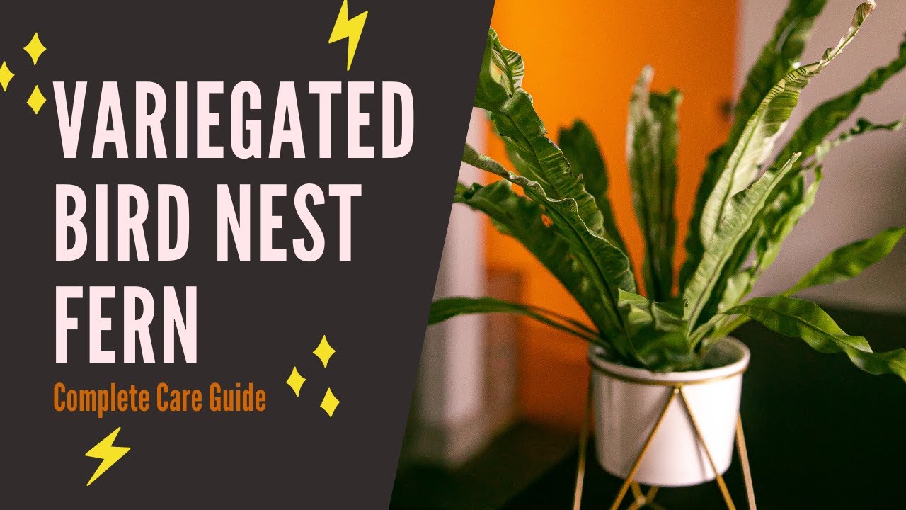 Variegated Bird Nest Fern Complete Care Guide For Beginners