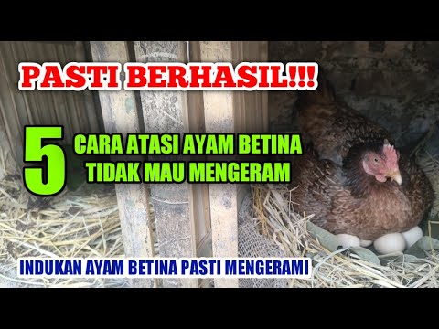 Cara Agar Ayam Mau Mengerami Telurnya