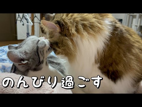 まったり過ごす猫達が可愛い【ノルウェージャンフォレストキャット】