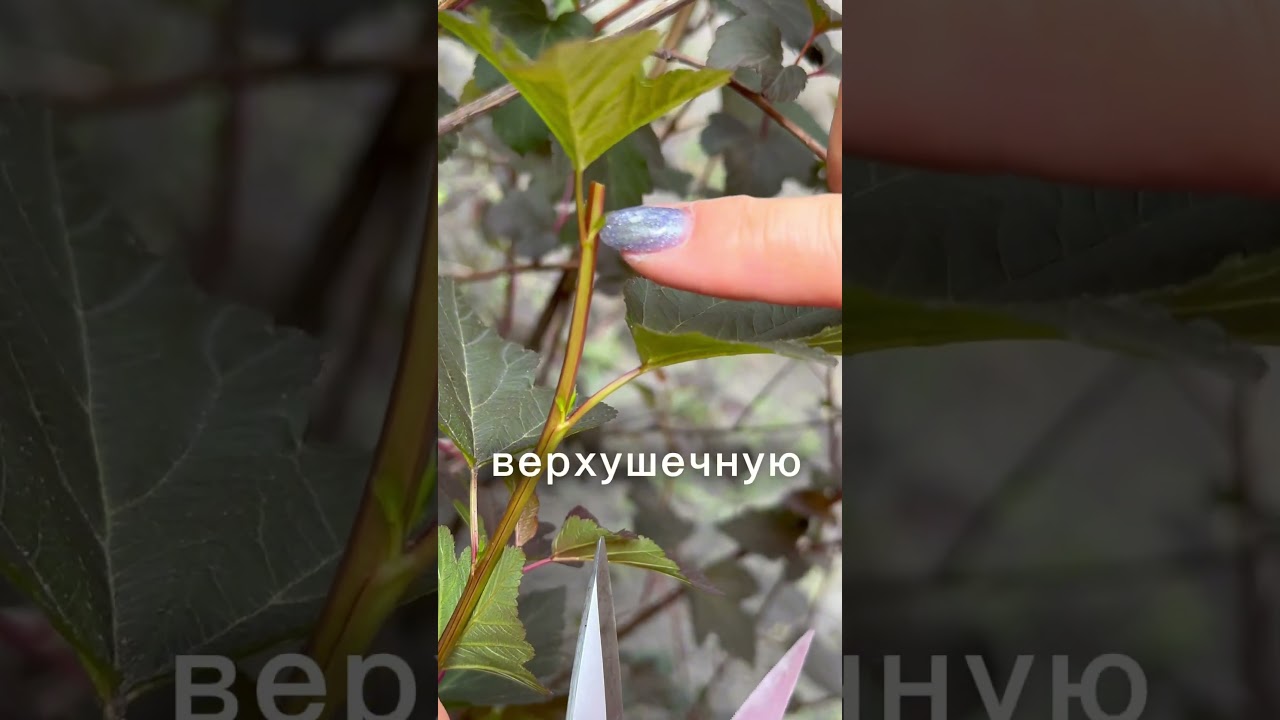 Делаем пышные декоративные кустарники