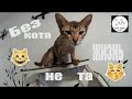 #2 Львов | Cat Cafe во Львове | Место , где живут коты