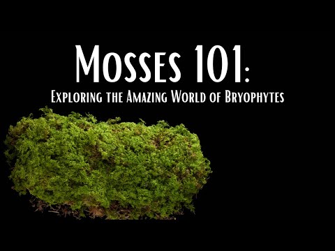 Video: Mossy plants. The value of mosses in nature