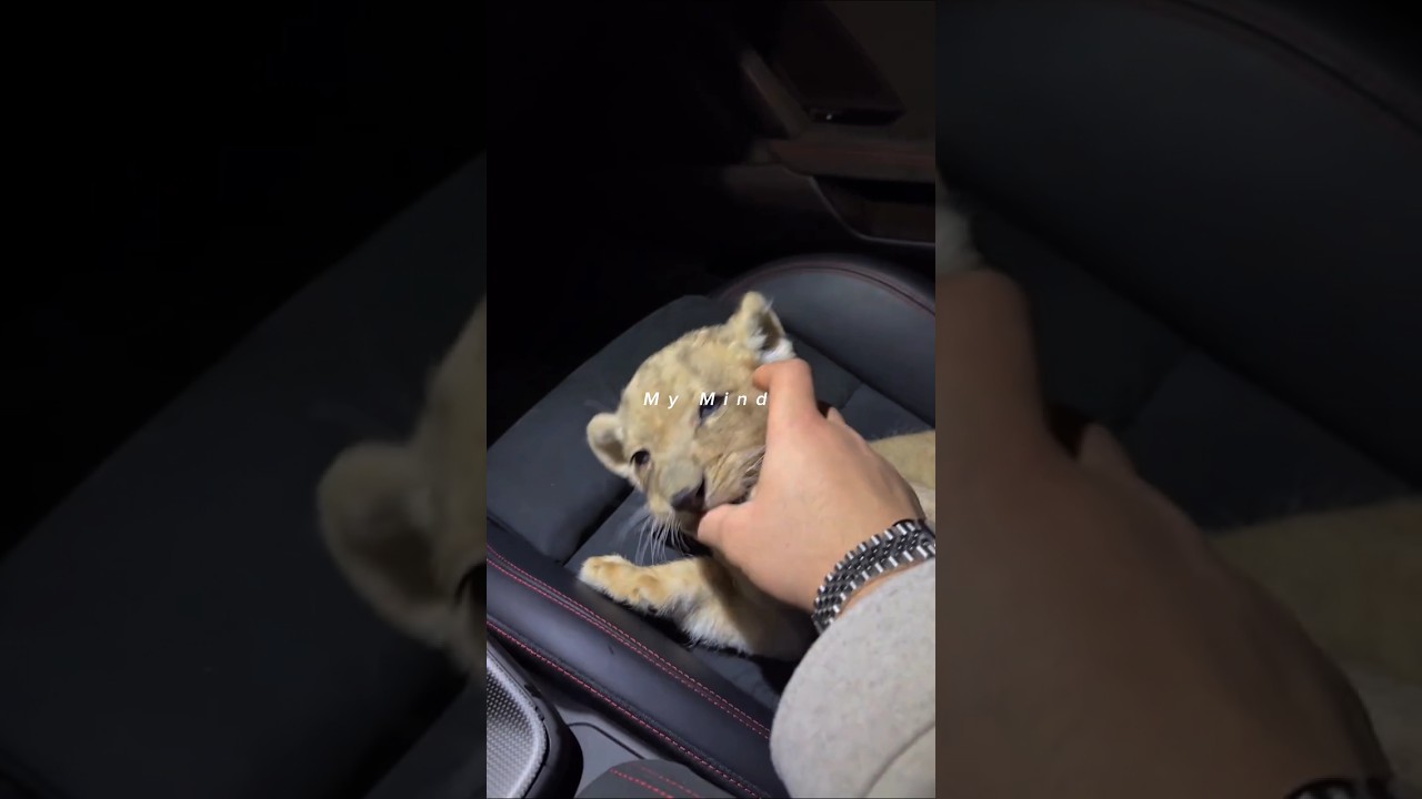 Billionaire mindset 🧬