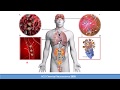 Pathophysiological Approach to the Management of Severe COVID-19 Cases!