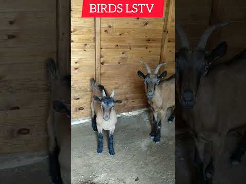 Shorts Alpine Farming Goatfarming Goats Goat Alpine Alpino Brebis ماعز الألبين