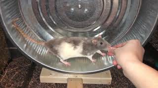 HUGE DIY Rat Wheel  I Made A 16 Inch DIY Rat Wheel!