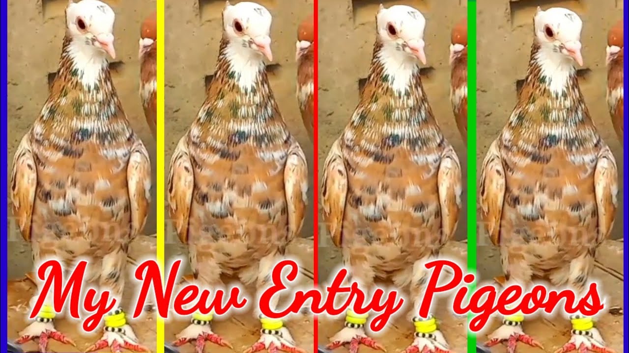 My New Entry Pigeons ?