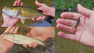 ASMR: 1st Time Micro Finesse Fishing with a Ned Rig on Ultralight 2lb Test / Catching Multi Species