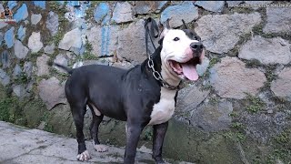 GREBEG KANDANG MANG DENI TIM JETLY  PITBULL BIG SIZE USIA 8 TAHUN MASIH SANGAT MADEEPP MASBRO !!!!