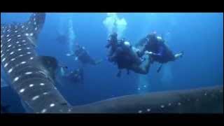PADI: Why do we do it?
