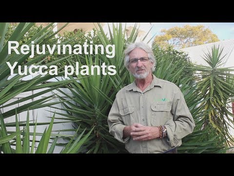 Video: Beaked Yucca Plant Info: Tips om dyrkning af Beaked Blue Yucca